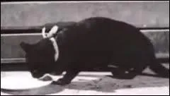 Dans quel film rencontre-t-on Pomponette ?