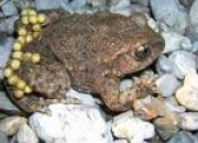 Quiz  la dcouverte des amphibiens