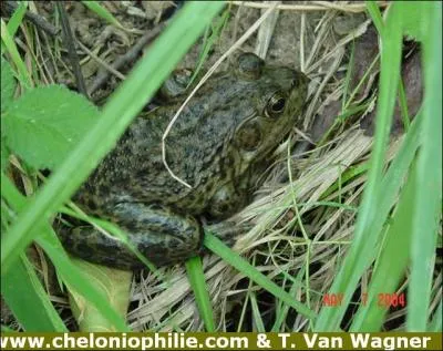 Sur celle-ci, il est visible qu'il s'agit...