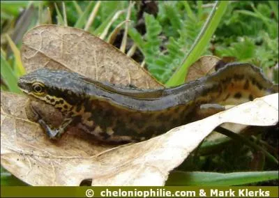 Et là, c'est, bien sûr, un...