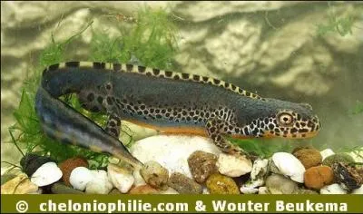 Sur celle-ci, c'est bien un...