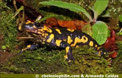 Et pour finir, c'est la photo d'une...