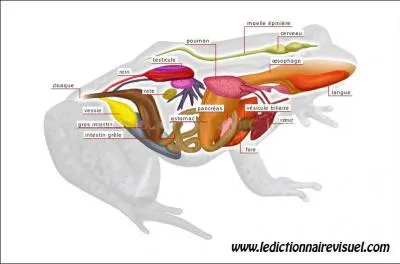 Est-il vrai que le froid, la chaleur et la sécheresse provoquent une vie ralentie des amphibiens ?
