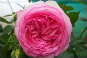 "Mignonne, allons voir si la rose / Qui se matin avoit déclose / Sa robe de pourpre au Soleil, / A point perdu ceste vesprée / Les plis de sa robe pourprée, / Et son teint au vostre pareil."
Quel est le synonyme de "déclore" ?