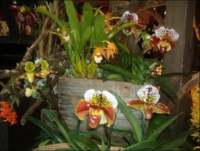 Il peut, paraît-il, vous envoyer au septième ciel !