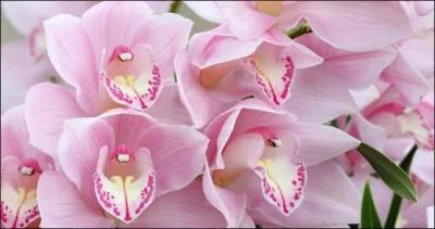 Attention, ils peuvent vous rendre durs de la feuille !