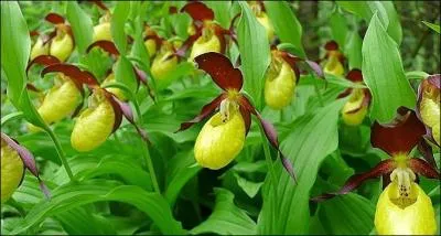 Prenez votre élan, et vous trouverez !