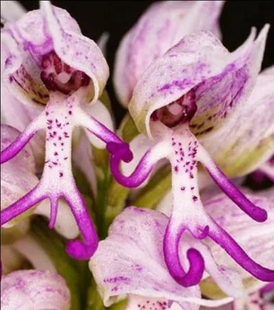 La réponse sera stratosphérique, à condition bien sûr d'avoir l'oeil !