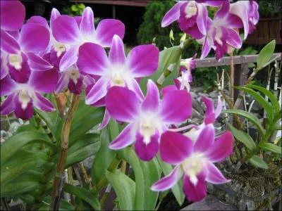 Sur cette réponse, prouvez que vous en êtes un en la matière !