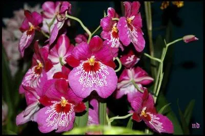 Elle peut être mentale, liturgique ou funèbre !