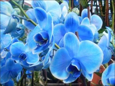 Cette réponse n'est pas très difficile, mais certain(e)s peuvent la trouver plutôt coton !