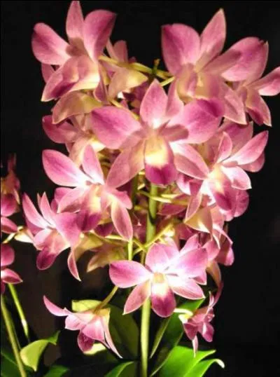 Support de rêves ... ou de cauchemars !