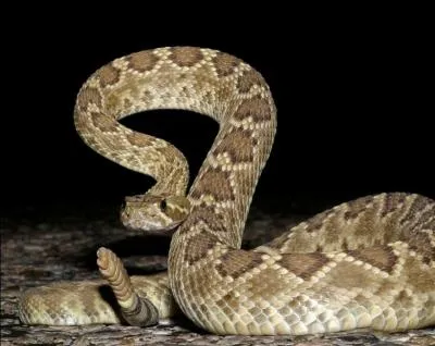 La queue de ce serpent est orn&eacute;e d'anneaux mobiles qui font du bruit lorsqu'ils s'entrechoquent. De quel serpent s'agit-il ?