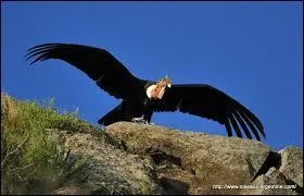 Ce gros rapace vit dans les Andes. C'est le ________ des Andes.