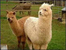 L'alpaga est un proche cousin du lama. Quelle est sa petite manie ?
