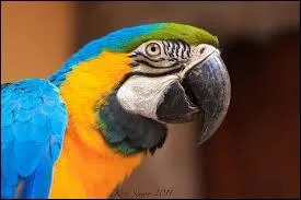 Comment se nomme ce perroquet ?