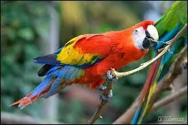 L' ____ __________ vit au _________, en Amazonie p&eacute;ruvienne, au ________ et &agrave; Panama.