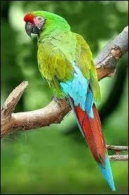 Ce perroquet rouge, vert et bleu est l'ara....