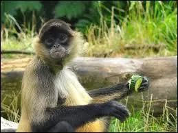 Qu'est-ce qu'un at&egrave;le ?