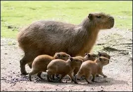 Le capybara ou __________ est le plus gros rongeur au monde !