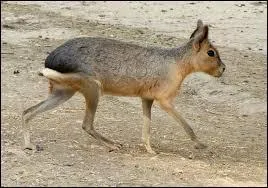 Le mara est aussi appel&eacute; li&egrave;vre de Patagonie. Il habite les vastes prairies s&egrave;ches d'Argentine, c'est-&agrave;-dire...
