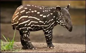 Quel est cet &eacute;trange animal ?