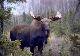 Dans quel album de B.D "Yakari", un &eacute;lan du Canada vient sauver Yakari et ses amis coinc&eacute;s sur une &icirc;le ?