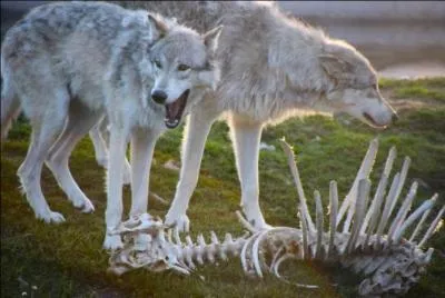 Ce canid&eacute; est un :