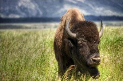 Combien de peaux de bisons &eacute;taient n&eacute;cessaires aux Indiens pour fabriquer un tipi ?