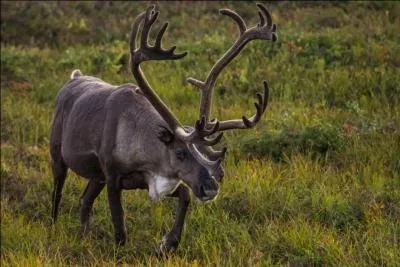 C'est un peu le renne am&eacute;ricain, c'est le...