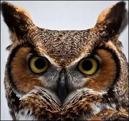 Quel est cet oiseau ?