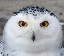 Quel est cet oiseau ?