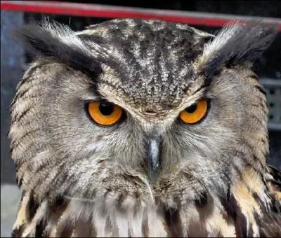 Quel est cet oiseau ?