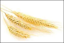 Passez l'huile faite avec les germes de cette céréale sur les zones flasques pour les raffermir ! Quelle est-elle ?