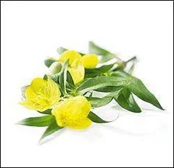 Quelle est cette plante qui vous donnera une huile idéale afin de lutter contre les rides et pour traiter les peaux dites fatiguées ?