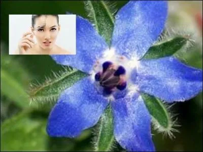 La bourrache a-t-elle des vertus anti-rides ?