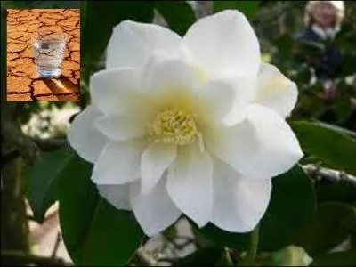 Que ralentit l'huile de camélia ?