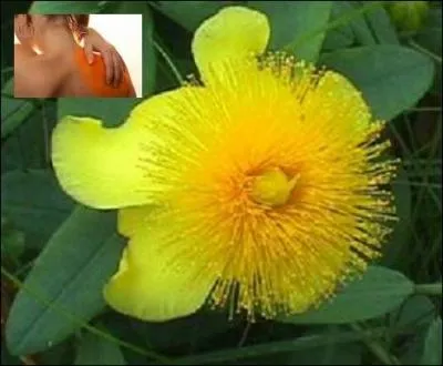 Quelle vertu, parmi tant d'autres, le millepertuis possède-t-il ?