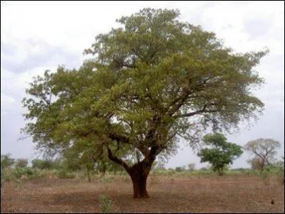 Cet "Arbre à beurre" produit un beurre végétal extrait des amandes de ses fruits. Comment s'appelle cet arbre poussant dans les savanes arborées de l'Afrique de l'ouest ?