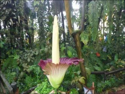 La plante originaire de Sumatra qui produit une fleur d'environ 2 m est surnommée ... .