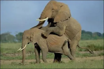 Les animaux surtout sauvages ne sont pas décidés à s'accoupler avec n'importe quel partenaire disponible. qu'est-ce qui compte le plus pour le mâle ?