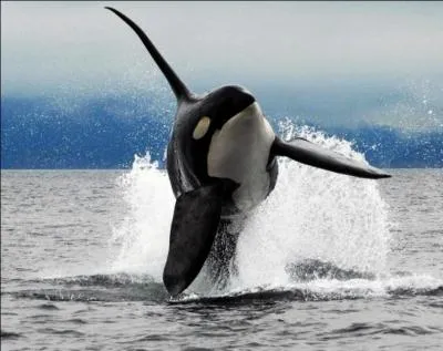 La ménopause existe-t-elle chez les animaux ? Vous me répondez non, et pourtant, un animal fait exception, lequel ?