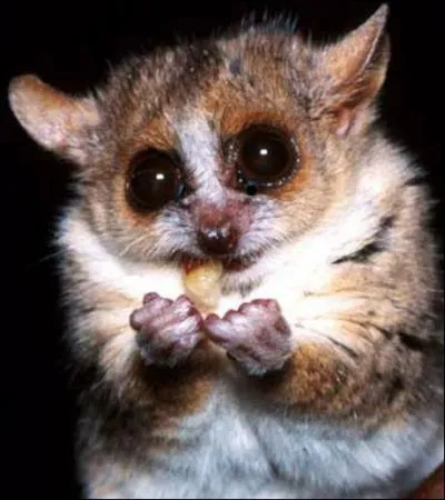 Quel animal a les plus gros testicules par rapport à son poids ?