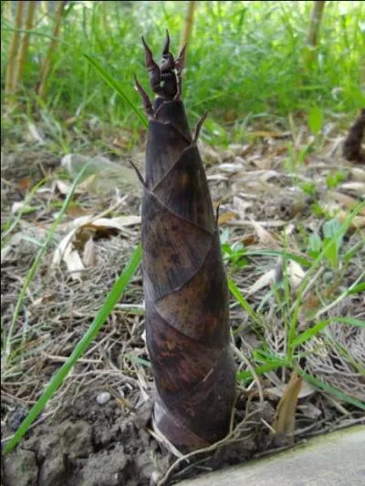 Quelle partie de certains bambous sont comestibles ?