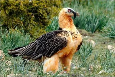 Quel est ce grand rapace, très rare en Europe ?