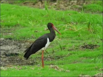 Quelle est cette cigogne forestière ?