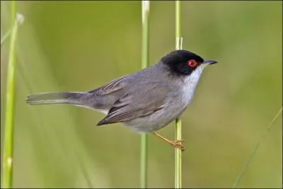 Quelle est cette fauvette méditerranéenne ?