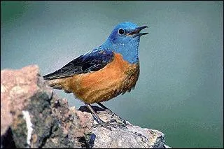 Quel est ce merle de montagne ?