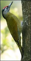 Quel est ce pic, semblable à un autre pic très commun dans les parcs et jardins ?