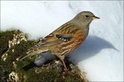 Quel est ce prunellidé ?